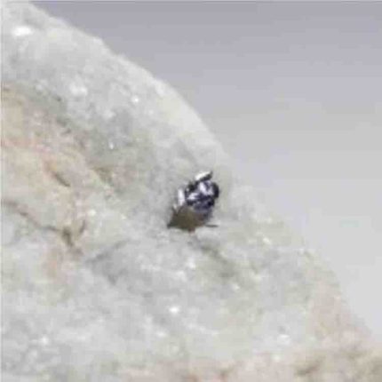 Rare: Naturally Occurring Tungsten Disulfide (WS₂)